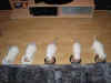 DSC01261.JPG (47940 Byte)