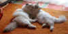 DSC01276.jpg (87211 Byte)
