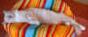 DSC01302.jpg (80454 Byte)