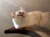 Lilly.jpg (24725 Byte)