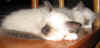 Nilson+Nepomuk.jpg (11135 Byte)