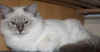 balu.jpg (12999 Byte)