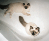 cessy+anisa.gif (33753 Byte)