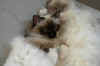 moony15.01.07-006.jpg (7014 Byte)