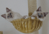 zizoumurphy.gif (29386 Byte)